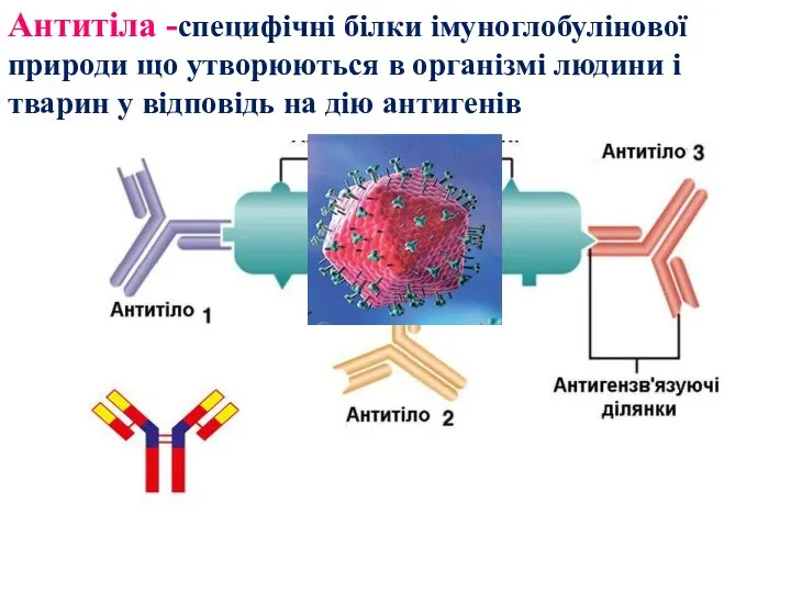 Антитіла -специфічні білки імуноглобулінової природи що утворюються в організмі людини і тварин