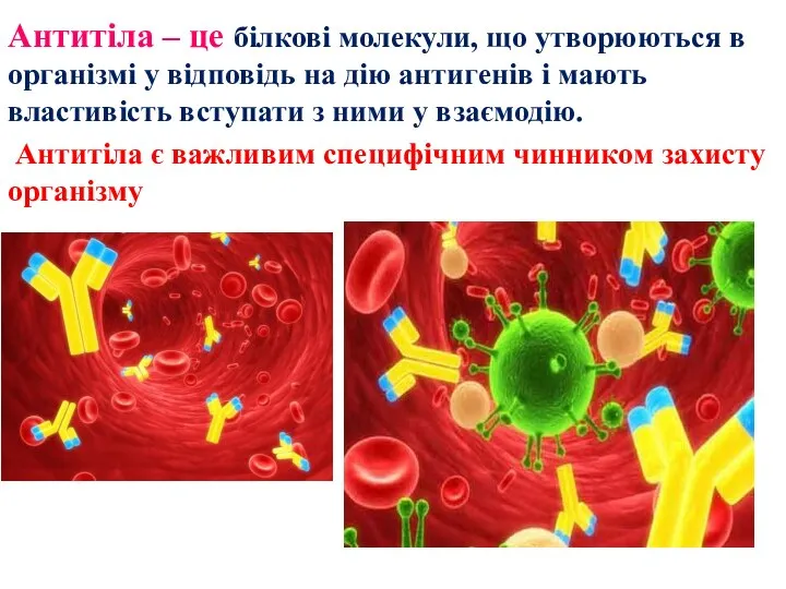 Антитіла – це білкові молекули, що утворюються в організмі у відповідь на