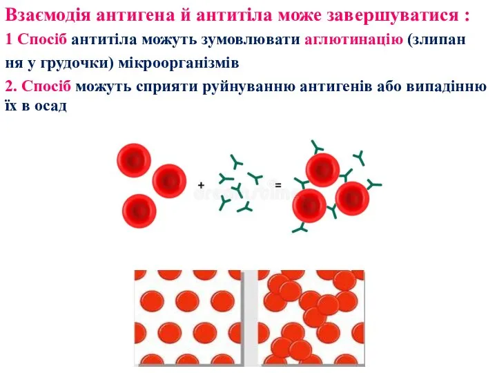 Взаємодія антигена й антитіла може завершуватися : 1 Спосіб антитіла можуть зумовлювати