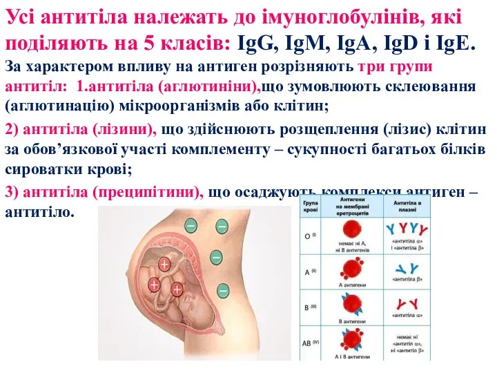 Усі антитіла належать до імуноглобулінів, які поділяють на 5 класів: IgG, IgM,