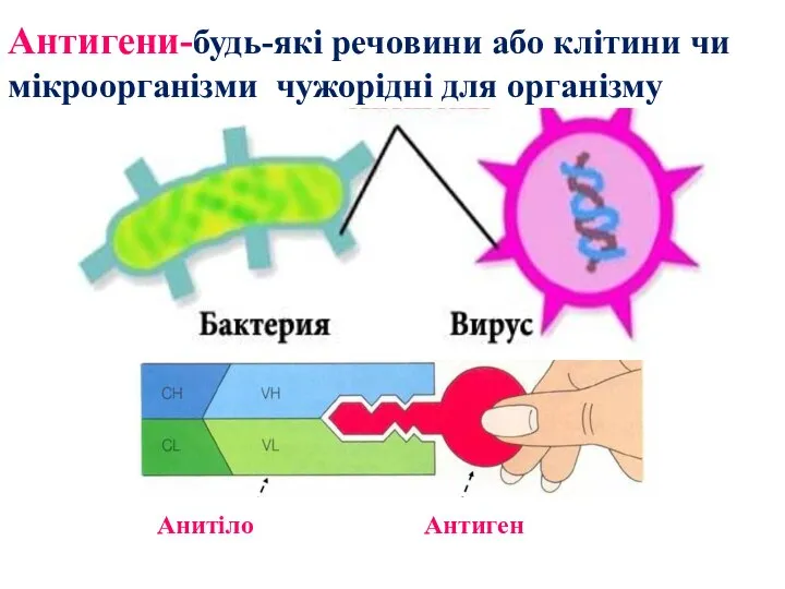 Антигени-будь-які речовини або клітини чи мікроорганізми чужорідні для організму Анитіло Антиген