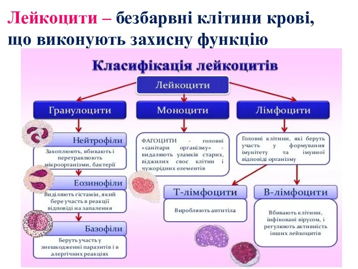 Лейкоцити – безбарвні клітини крові, що виконують захисну функцію