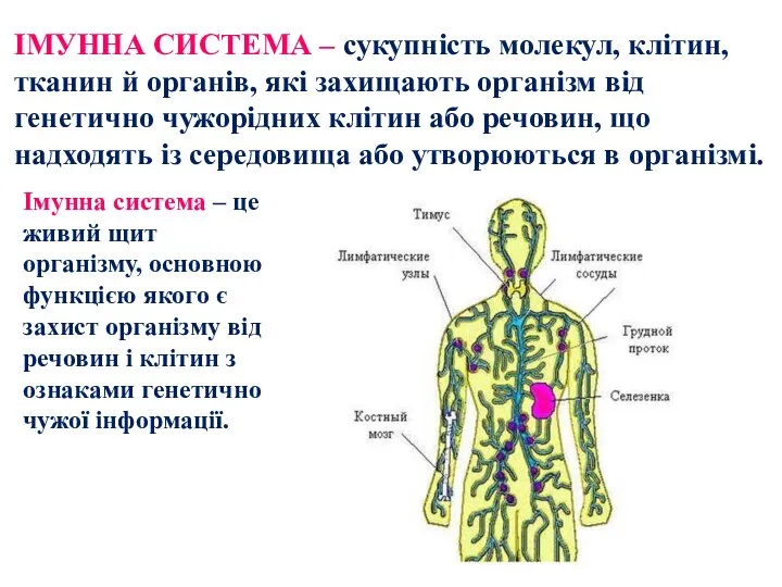 ІМУННА СИСТЕМА – сукупність молекул, клітин, тканин й органів, які захищають організм