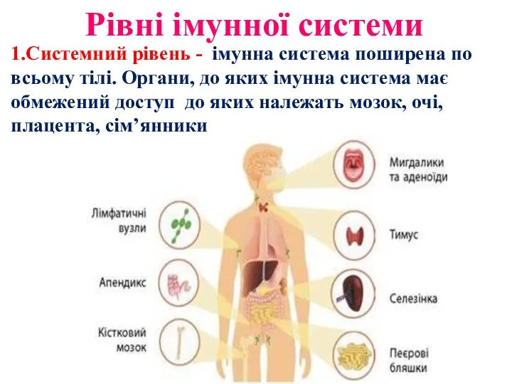 Рівні імунної системи 1.Системний рівень - імунна система поширена по всьому тілі.