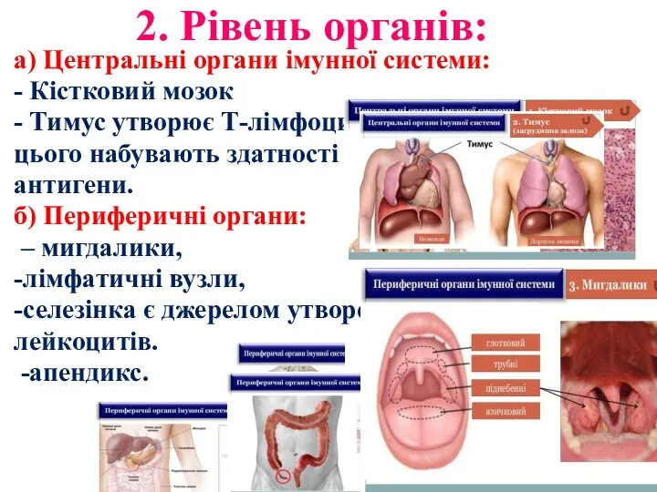 2. Рівень органів: а) Центральні органи імунної системи: - Кістковий мозок -