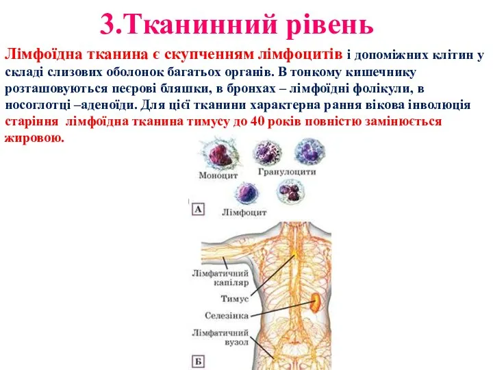 3.Тканинний рівень Лімфоїдна тканина є скупченням лімфоцитів і допоміжних клітин у складі