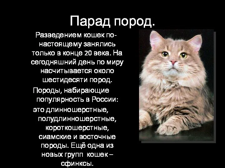 Парад пород. Разведением кошек по-настоящему занялись только в конце 20 века. На