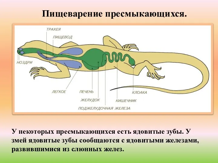 Пищеварение пресмыкающихся. У некоторых пресмыкающихся есть ядовитые зубы. У змей ядовитые зубы