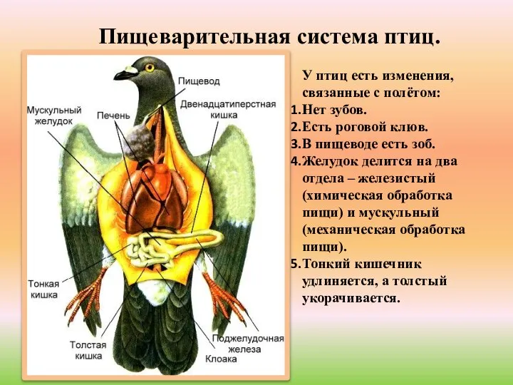 Пищеварительная система птиц. У птиц есть изменения, связанные с полётом: Нет зубов.