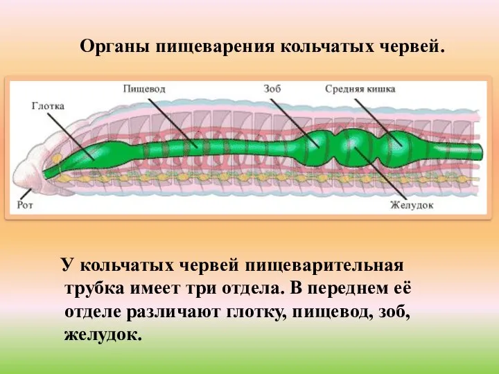 Органы пищеварения кольчатых червей. У кольчатых червей пищеварительная трубка имеет три отдела.