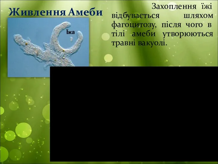 Захоплення їжі відбувається шляхом фагоцитозу, після чого в тілі амеби утворюються травні вакуолі. Живлення Амеби Їжа