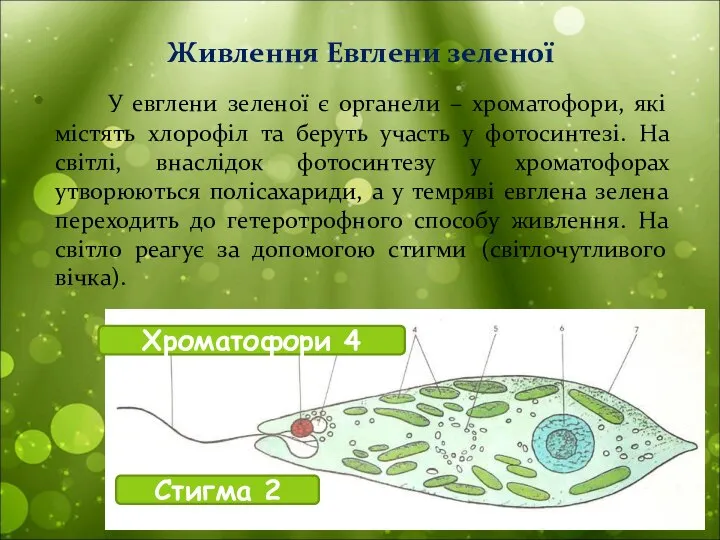 У евглени зеленої є органели – хроматофори, які містять хлорофіл та беруть