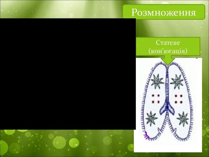 Розмноження Статеве (кон'югація)