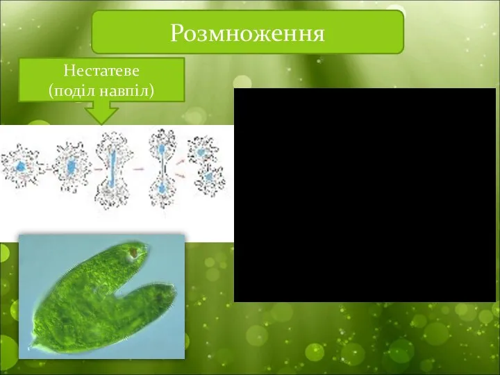 Розмноження Нестатеве (поділ навпіл)