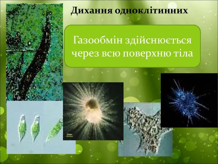 Дихання одноклітинних Газообмін здійснюється через всю поверхню тіла