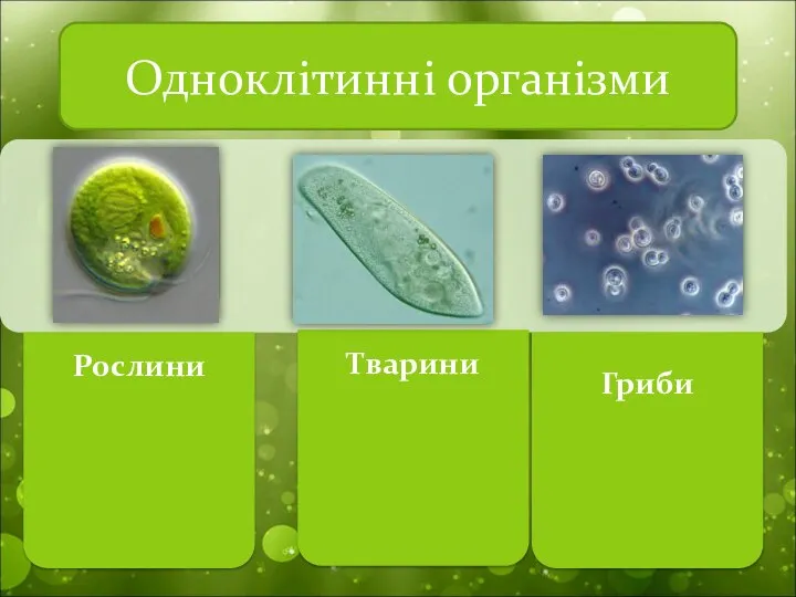 Одноклітинні організми