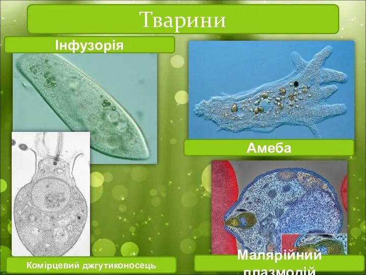 Тварини Комірцевий джгутиконосець Малярійний плазмодій Інфузорія Амеба