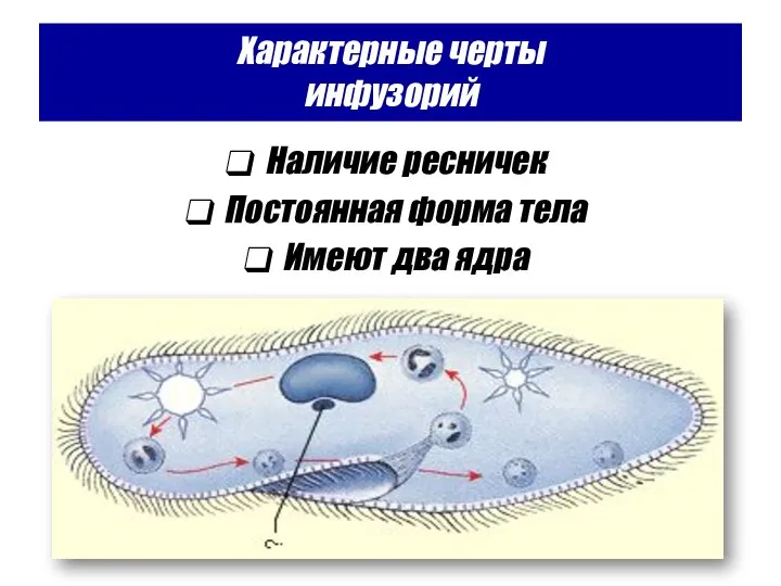 Характерные черты инфузорий Наличие ресничек Постоянная форма тела Имеют два ядра