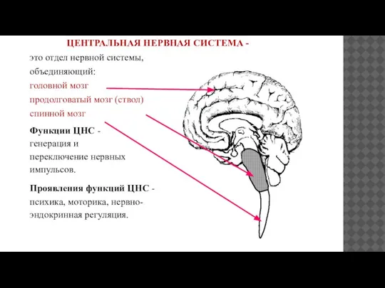 ЦЕНТРАЛЬНАЯ НЕРВНАЯ СИСТЕМА - это отдел нервной системы, объединяющий: головной мозг продолговатый