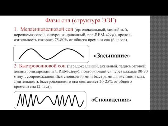 Фазы сна (структура ЭЭГ) 1. Медленноволновой сон (ортодоксальный, спокойный, переднемозговой, синхронизированный, non-REM-sleep),