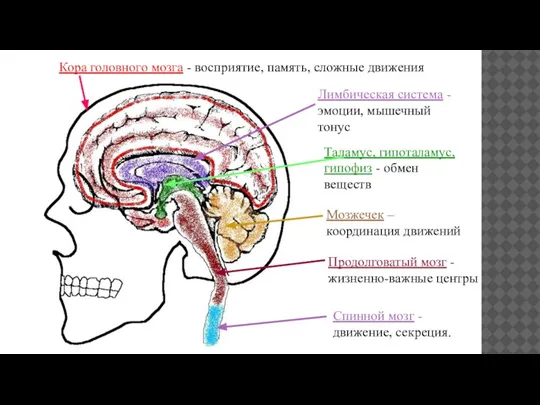 Кора головного мозга - восприятие, память, сложные движения Лимбическая система - эмоции,