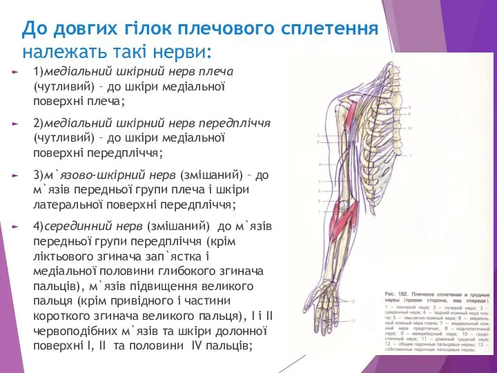 До довгих гілок плечового сплетення належать такі нерви: 1)медіальний шкірний нерв плеча
