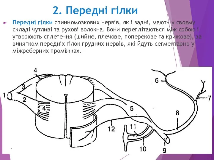2. Передні гілки Передні гілки спинномозкових нервів, як і задні, мають у