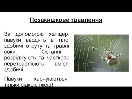 Позакишкове травлення За допомогою хеліцер павуки вводять в тіло здобичі отруту та