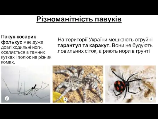 Різноманітність павуків Пакук-косарик фолькус має дуже довгі ходильні ноги, оселяється в темних