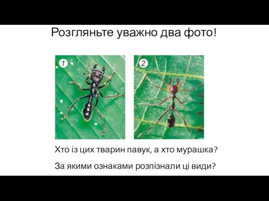 Розгляньте уважно два фото! Хто із цих тварин павук, а хто мурашка?