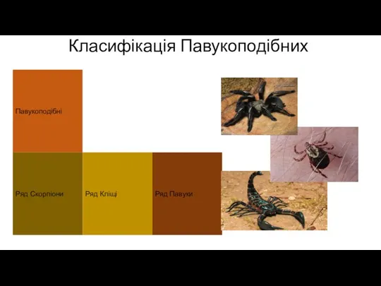 Класифікація Павукоподібних