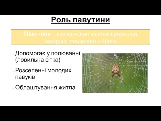 Роль павутини Допомогає у полюванні (ловильна сітка) Розселенні молодих павуків Облаштування житла