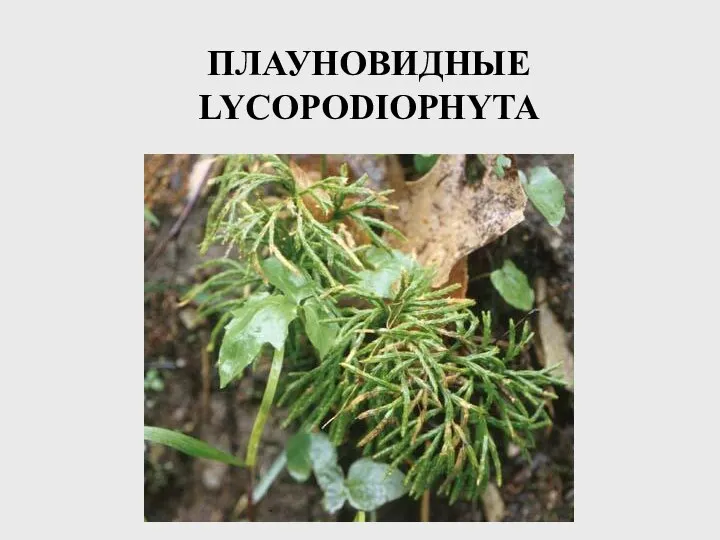 plaunovidnye-lycopodiophyta (1)