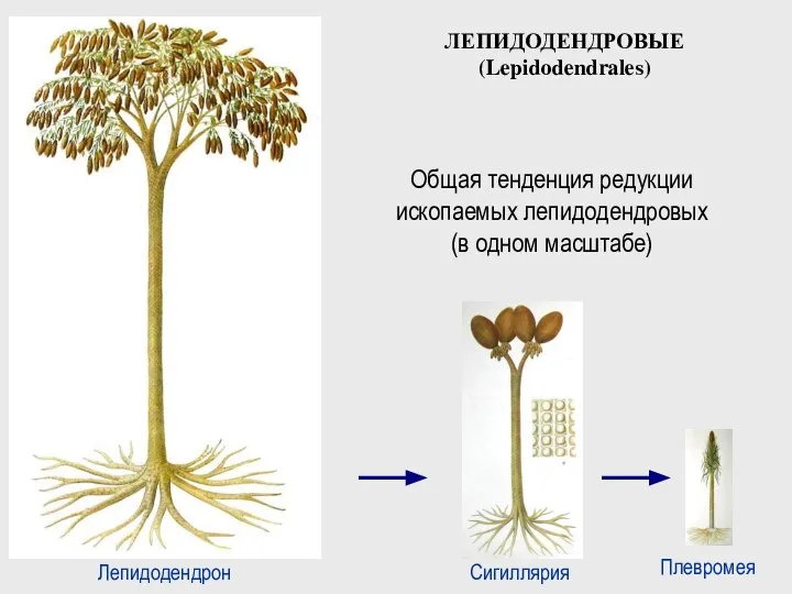 Плевромея Сигиллярия Лепидодендрон Общая тенденция редукции ископаемых лепидодендровых (в одном масштабе) ЛЕПИДОДЕНДРОВЫЕ (Lepidodendrales)