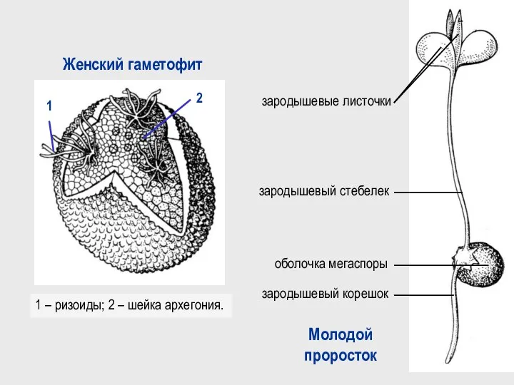 1 – ризоиды; 2 – шейка архегония. Женский гаметофит Молодой проросток зародышевый
