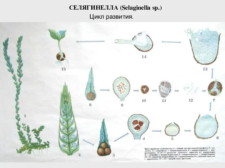 СЕЛЯГИНЕЛЛА (Selaginella sp.) Цикл развития.