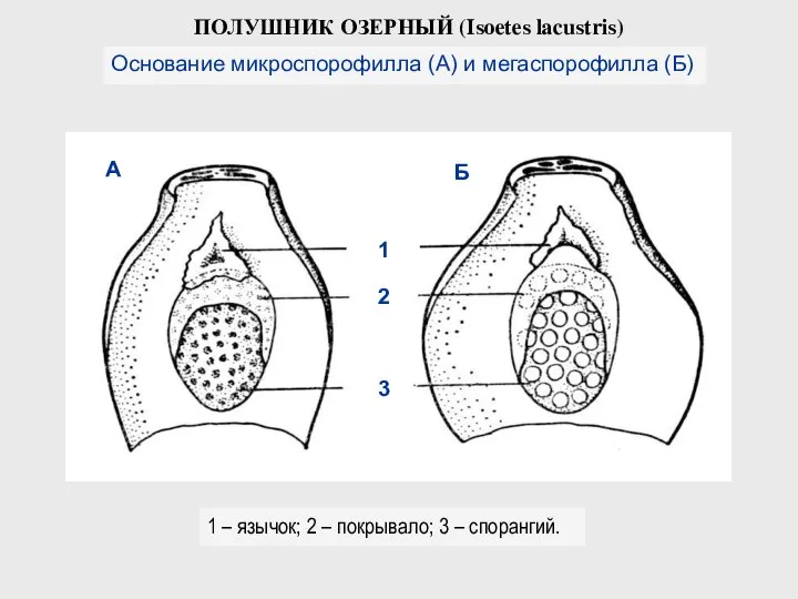ПОЛУШНИК ОЗЕРНЫЙ (Isoetes lacustris) Основание микроспорофилла (А) и мегаспорофилла (Б) 1 –