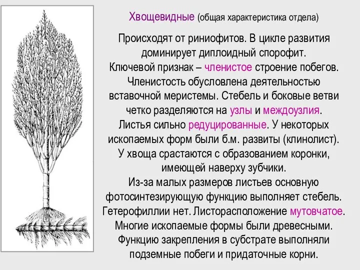 Хвощевидные (общая характеристика отдела) Происходят от риниофитов. В цикле развития доминирует диплоидный