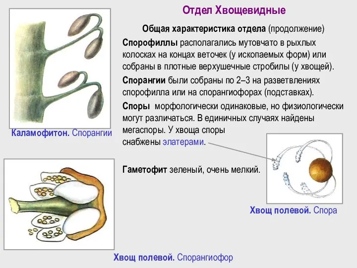 Отдел Хвощевидные Общая характеристика отдела (продолжение) Спорофиллы располагались мутовчато в рыхлых колосках