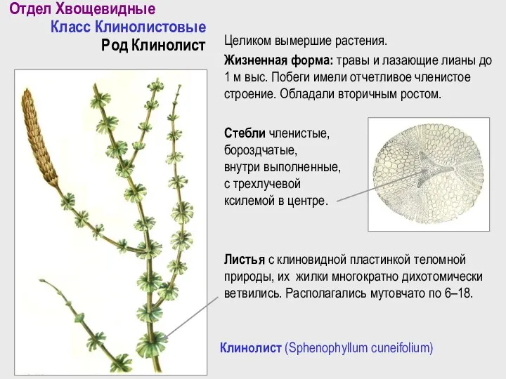 Отдел Хвощевидные Класс Клинолистовые Род Клинолист Клинолист (Sphenophyllum cuneifolium) Целиком вымершие растения.
