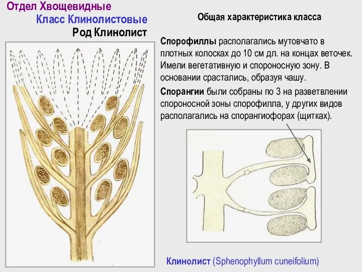 Отдел Хвощевидные Класс Клинолистовые Род Клинолист Клинолист (Sphenophyllum cuneifolium) Общая характеристика класса