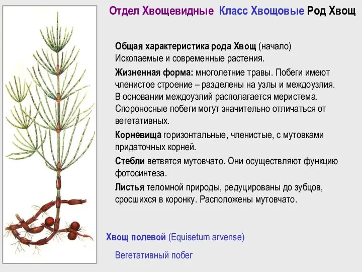 Хвощ полевой (Equisetum arvense) Вегетативный побег Отдел Хвощевидные Класс Хвощовые Род Хвощ