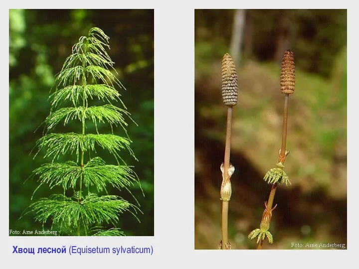 Хвощ лесной (Equisetum sylvaticum)