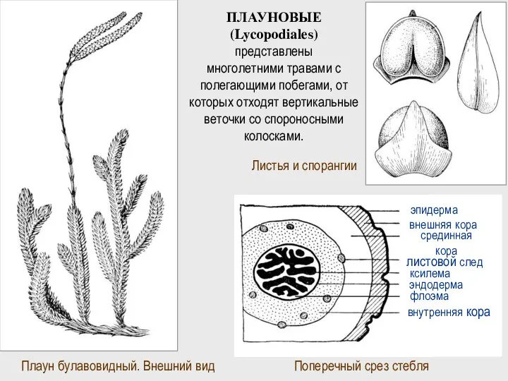 Плаун булавовидный. Внешний вид ПЛАУНОВЫЕ (Lycopodiales) представлены многолетними травами с полегающими побегами,