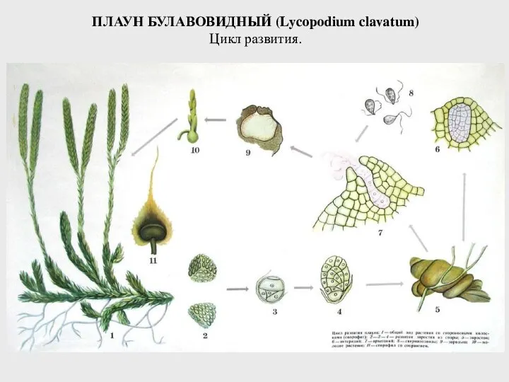 ПЛАУН БУЛАВОВИДНЫЙ (Lycopodium clavatum) Цикл развития.