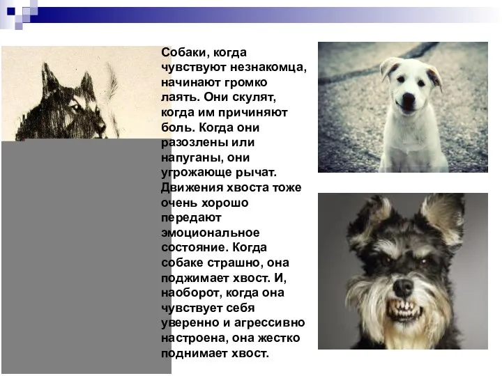 Собаки, когда чувствуют незнакомца, начинают громко лаять. Они скулят, когда им причиняют