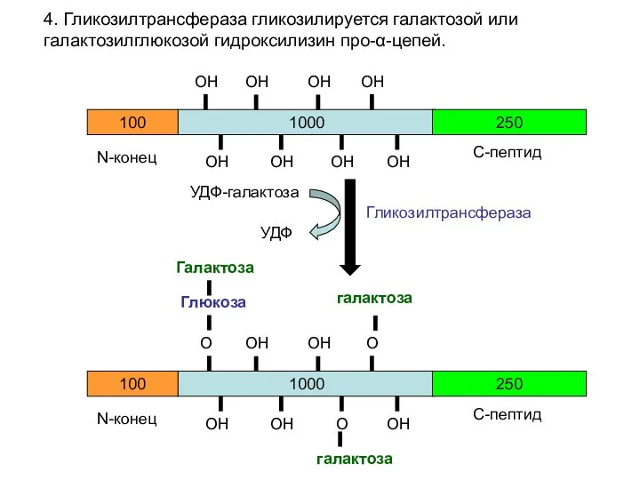 4. Гликозилтрансфераза гликозилируется галактозой или галактозилглюкозой гидроксилизин про-α-цепей. 1000 100 250 N-конец