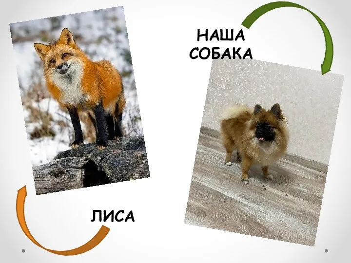 НАША СОБАКА ЛИСА