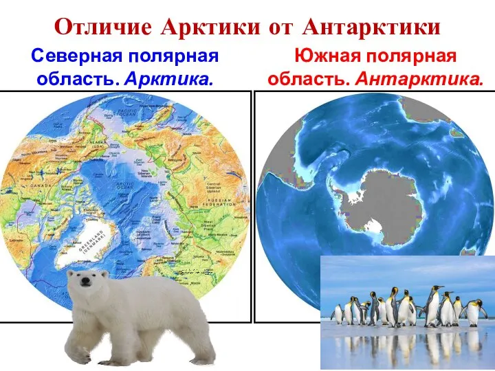 Отличие Арктики от Антарктики Северная полярная область. Арктика. Южная полярная область. Антарктика.