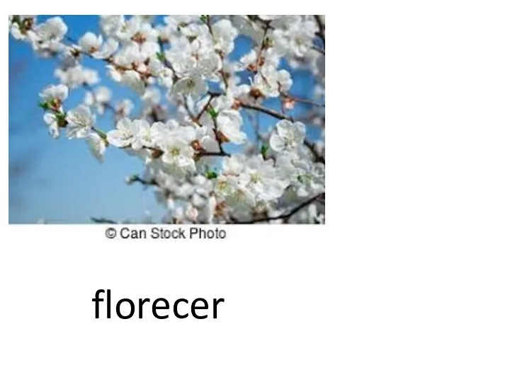 florecer